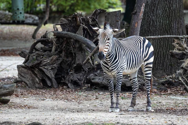 Hartmann dağ zebrası Equus zebra hartmannae, Angola 'nın güneybatısında ve Namibya' nın batısında bulunan bir dağ zebrası alt türüdür..