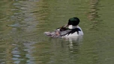 Münih 'teki İngiliz Bahçesi' nde Kleinhesseloher Gölü 'nde yüzen Merganser, Goosander ve Mergus merganser.