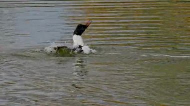 Münih 'teki İngiliz Bahçesi' nde Kleinhesseloher Gölü 'nde yüzen Merganser, Goosander ve Mergus merganser.