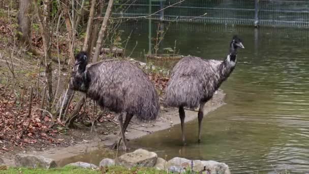 Emu Dromaius Novaehollandiae Second Largest Living Bird Height Its Ratite — Stock Video
