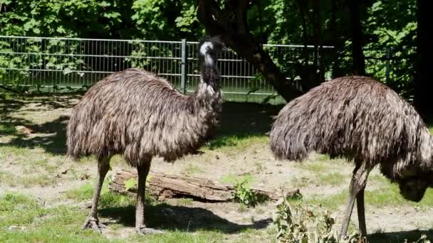 Der Emus Dromaius Novaehollandiae Ist Nach Seinem Verwandten Dem Strauß — Stockvideo