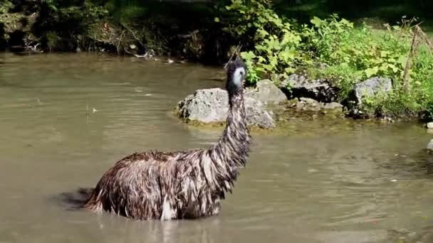 Emu Dromaius Novaehollandiae Είναι Δεύτερο Ύψος Ζωντανό Πτηνό Σύμφωνα Την — Αρχείο Βίντεο