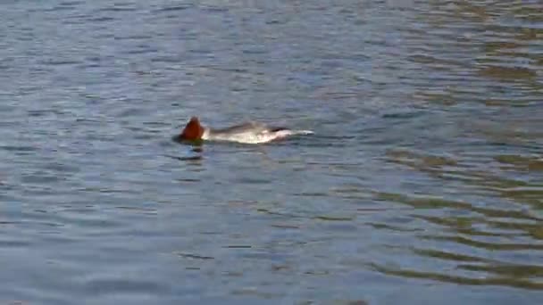 Common Merganser Goosander Mergus Merganser Nadando Lago Kleinhesseloher Jardín Inglés — Vídeos de Stock
