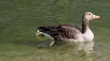 Küçük bebekleri olan gri lag kazları ailesi. Gri-lag kaz, Anser anser, Anatidae familyasından bir kaz türü.
