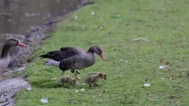 Küçük bebekleri olan gri lag kazları ailesi. Gri-lag kaz, Anser anser, Anatidae familyasından bir kaz türü.