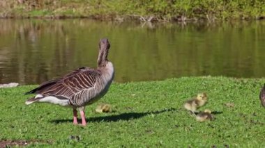 Küçük bebekleri olan gri lag kazları ailesi. Gri-lag kaz, Anser anser, Anatidae familyasından bir kaz türü.
