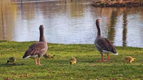 Keluarga Angsa Greylag Dengan Bayi Kecil Angsa Greylag Anser Anser — Stok Video