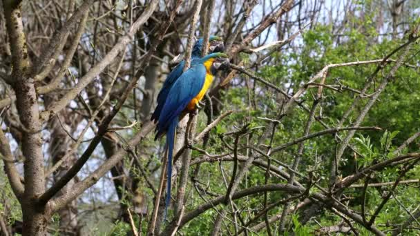 Niebiesko Żółty Macaw Ara Ararauna Znany Również Jako Niebiesko Złoty — Wideo stockowe