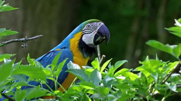 蓝黄的鹦鹉Ara Ararauna也被称为蓝金鹦鹉 Blue Gold Macaw 是一种大型的南美洲鹦鹉 顶部为蓝色 下部为橙色 — 图库视频影像