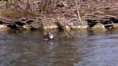Great Crested Grebe, Podiceps kristali turuncu güzel renklerle, kırmızı gözlü bir su kuşu. Eski Dünya 'da bulunan en büyük aile üyesidir..