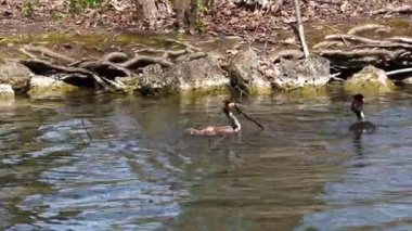 Great Crested Grebe, Podiceps kristali turuncu güzel renklerle, kırmızı gözlü bir su kuşu. Eski Dünya 'da bulunan en büyük aile üyesidir..