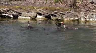 Great Crested Grebe, Podiceps kristali turuncu güzel renklerle, kırmızı gözlü bir su kuşu. Eski Dünya 'da bulunan en büyük aile üyesidir..