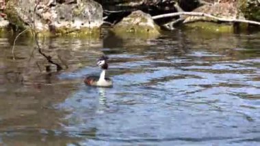 Great Crested Grebe, Podiceps kristali turuncu güzel renklerle, kırmızı gözlü bir su kuşu. Eski Dünya 'da bulunan en büyük aile üyesidir..