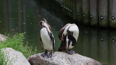 Humboldt pengueni, Spheniscus humboldti veya Perulu penguen