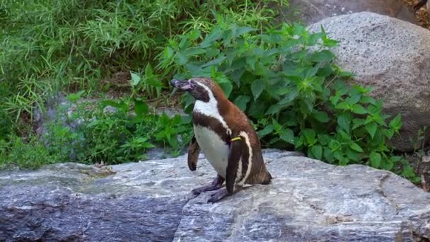 Pinguim Humboldt Spheniscus Humboldti Pinguim Peruano — Vídeo de Stock