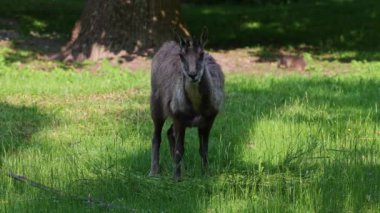 Apennine Chamois, Rupicapra pyrenaica ornata, İtalya 'daki Abruzzo-Lazio-Molise Ulusal Parkı ve İspanya' daki Pireneler 'de yaşamaktadır.