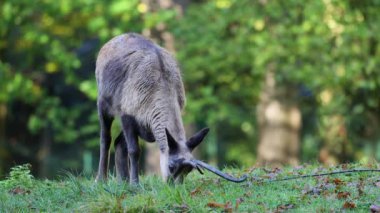 Apennine Chamois, Rupicapra pyrenaica ornata, İtalya 'daki Abruzzo-Lazio-Molise Ulusal Parkı ve İspanya' daki Pireneler 'de yaşamaktadır.