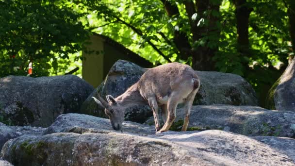Jovem Bebê Montanha Ibex Uma Rocha Capra Ibex Parque Alemão — Vídeo de Stock
