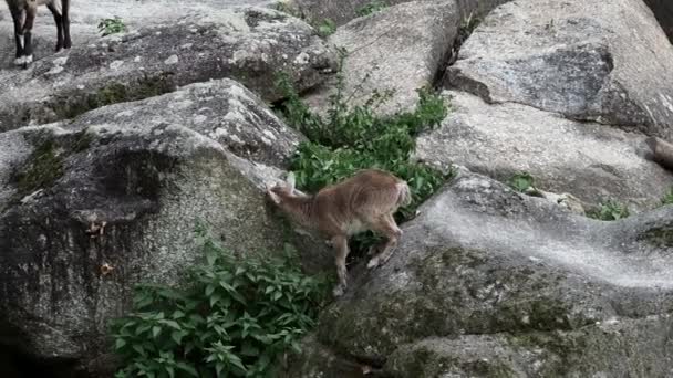 Joven Bebé Montaña Ibex Una Roca Capra Ibex Parque Alemán — Vídeos de Stock