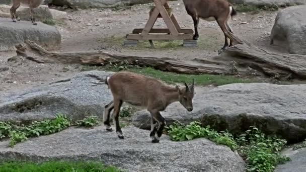 Joven Bebé Montaña Ibex Una Roca Capra Ibex Parque Alemán — Vídeo de stock