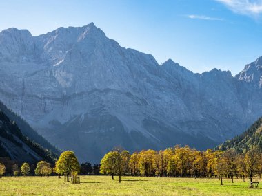 Ahornboden 'daki akçaağaç ağaçlarının sonbahar manzarası, Karwendel dağları, Tyrol, Avusturya