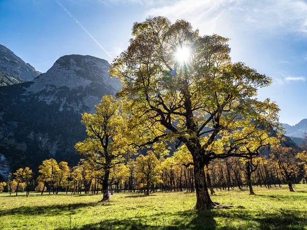 stock image Autumn view of the maple trees at Ahornboden, Karwendel mountains, Tyrol, Austria