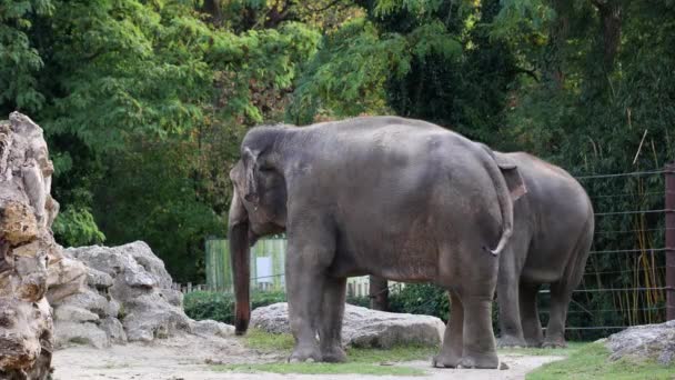 Der Asiatische Elefant Elephas Maximus Ist Die Einzige Lebende Art — Stockvideo