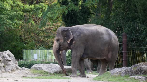 Elefante Asiático Asiático Elephas Maximus Única Espécie Viva Gênero Elephas — Vídeo de Stock