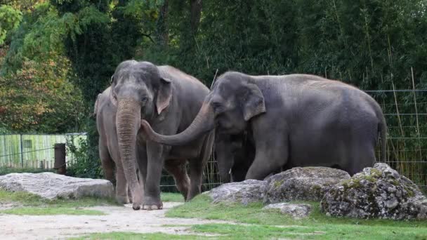 Den Asiatiska Eller Asiatiska Elefanten Elephas Maximus Den Enda Levande — Stockvideo