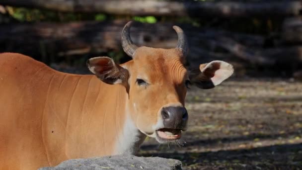 Banteng, Bos javanicus ou Red Bull. C'est un type de bétail sauvage Mais il y a des caractéristiques clés qui sont différentes des bovins et des bisons : un fond de bande blanche chez les mâles et les femelles.