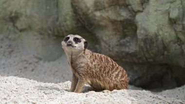 Meerkat, Suricata suricatta bir taşın üzerinde oturuyor ve uzaklığa bakıyor.