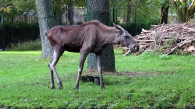 Geyik ya da geyik, Alces Alces geyik familyasındaki en büyük türdür. Geyikler, erkeklerin geniş, düz ya da palmat boynuzlarıyla ayırt edilir..