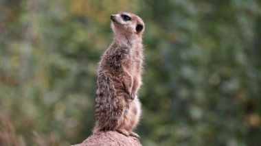 Meerkat, Suricata suricatta bir taşın üzerinde oturuyor ve uzaklığa bakıyor.
