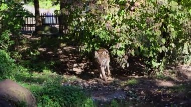 Kurt, gri kurt ya da kereste kurdu olarak da bilinen, Avrasya ve Kuzey Amerika 'nın vahşi ve uzak bölgelerinde yaşayan bir köpek türüdür..