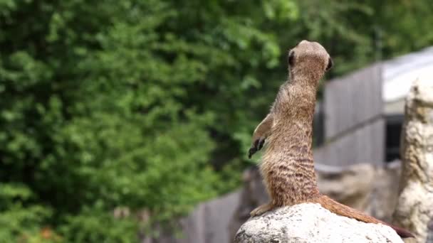 Meerkat Suricata Suricatta Bir Taşın Üzerinde Oturuyor Uzaklığa Bakıyor — Stok video