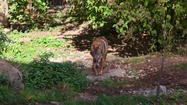 Lobo Canis Lupus También Conocido Como Lobo Gris Lobo Madera — Vídeos de Stock