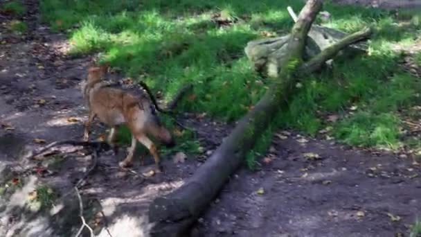 Canis Lupus Grey Wolf Wood Wolf 유라시아와 북아메리카의 오지의 동물이다 — 비디오