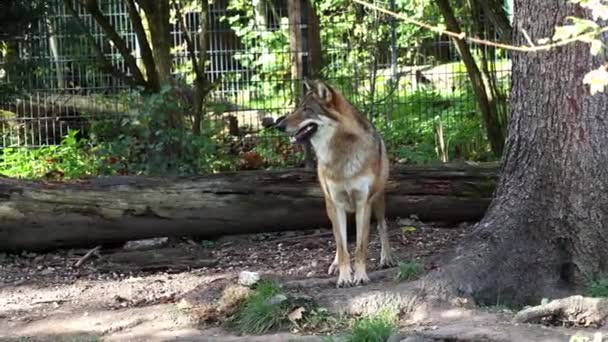 Wilk Canis Lupus Znany Również Jako Wilk Szary Lub Wilk — Wideo stockowe