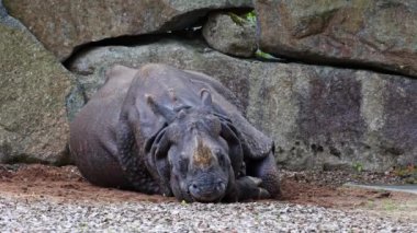 Hintli gergedan, gergedan unicornis de Büyük Tek Boynuzlu Gergedan ve Asyalı Tek Boynuzlu Gergedan olarak adlandırılır ve gergedan familyasına aittir..