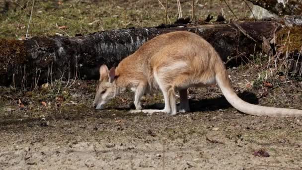 Wallaby Macropus Agilis Een Wallaby Uit Familie Wallaby Wallaby — Stockvideo