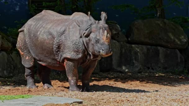 Das Indische Nashorn Rhinoceros Unicornis Wird Auch Großes Einhörnernashorn Und — Stockvideo