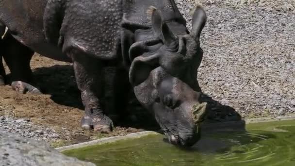 Das Indische Nashorn Rhinoceros Unicornis Wird Auch Großes Einhörnernashorn Und — Stockvideo