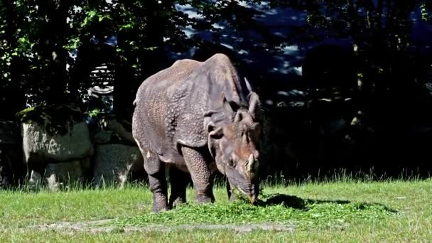 Rinoceronte Indio Rhinoceros Unicornis También Llama Rinoceronte Cuerno Mayor Rinoceronte — Vídeo de stock