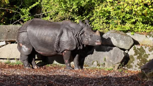 Indyjski Nosorożec Nosorożec Jednorożec Jest Również Nazywany Wielkim Nosorożcem Azjatyckim — Wideo stockowe