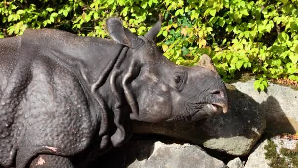 Rinoceronte Indiano Rhinoceros Unicornis Também Chamado Rinoceronte Chifre Grande Rinoceronte — Vídeo de Stock