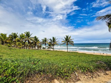 View of Imbassai beach, Bahia, Brazil. Beautiful beach in the northeast with a river and palm trees.