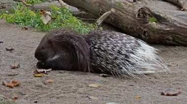 Hint armalı kirpi (