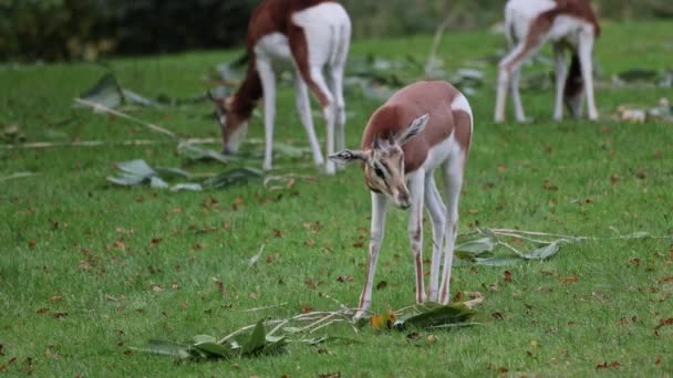 Dama Gazelle Gazella Dama Mhorr Mhorr Gazelle 가젤의 일종이다 사하라 — 비디오