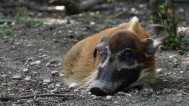 Kızıl nehir domuzu, Potamochoerus porcus, ayrıca çalı domuzu olarak da bilinir. Bu domuzun yer altında yiyecek bulmak için keskin bir koku alma duyusu var..
