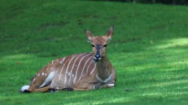 Nyala, Tragelaphus angasii Güney Afrika 'ya özgü spiral boynuzlu bir antiloptur. Bovidae familyasından ve Nyala familyasından, Tragelaphus familyasından bir türdür.. 